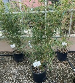 Aranysárgaszárú bambusz   PHYLLOSTACHYS AUREOSULCATA SPECTABILIS 150/200 K18