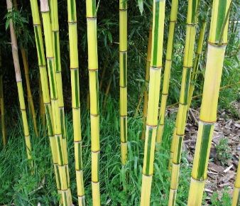 Aranysárgaszárú bambusz   PHYLLOSTACHYS AUREOSULCATA SPECTABILIS 250/300 K35
