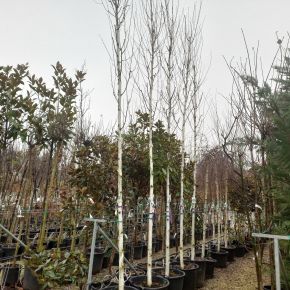Himalájai nyír   BETULA UTILIS DOORENBOS 3×I 14/16 K70