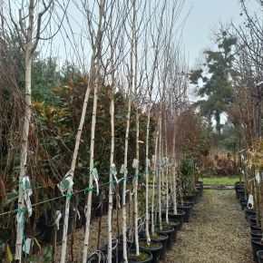 Himalájai nyír  BETULA UTILIS DOORENBOS 3×I 8/10  K25