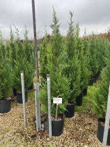 Leyland ciprus   CUPRESSOCYPARIS LEYLANDII PYRAMIDALIS 150/175 K15