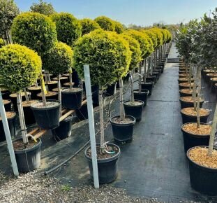 Arany lombú leyland ciprus CUPRESSOCYPARIS LEYLANDII GOLD RIDER T1/2 K30 