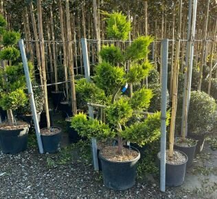 Arany lombú leyland ciprus CUPRESSOCYPARIS LEYLANDII GOLD RIDER BONSAI K35
