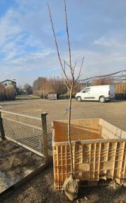 Japán datolyaszilva DIOSPYROS KAKI TIPO/VANIGLIA/COCCOLATINO T1/2 FL