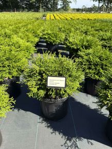 Kompakt hinoki hamisciprus CHAMAECYPARIS OBTUSA PYGMAEA 30/35 K6