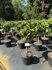 Gömb páfrányfenyő   GINKGO BILOBA MARIKEN T40 K11