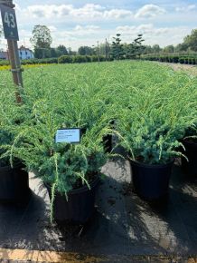 Kék kínai boróka JUNIPERUS CHINENSIS BLUE ALPS 30/40 K8