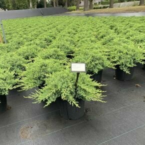Japán törpeboróka   JUNIPERUS PROCUMBENS NANA 30/40 K8