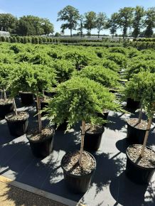 Japán törpeboróka   JUNIPERUS PROCUMBENS NANA T60 K15