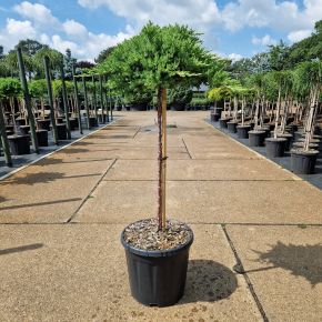 Japán törpeboróka   JUNIPERUS PROCUMBENS NANA T60 K15