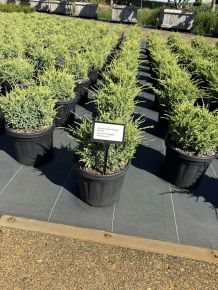 Himalájai törpeboróka   JUNIPERUS SQUAMATA HOLGER 25/30 K6
