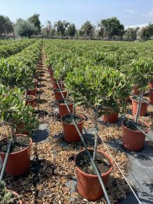 Kefevirág   CALLISTEMON SPLENDENS T60 EXTRA K9