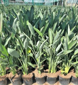 Papagájvirág   STRELITZIA REGINAE K9