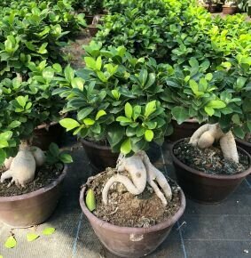 Fikusz bonsai GINSENG BONSAI 60CM K10 