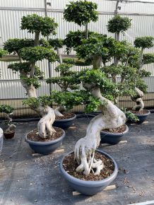 Fikusz bonsai ORIÁS BONSAI BONSAI TÁLBAN 