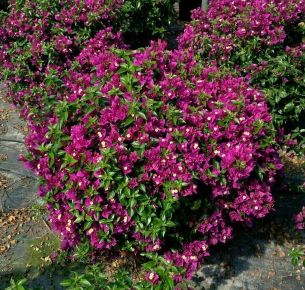 Murvafürt  BOUGAINVILLEA ALEXANDRA BOKOR 60CM K9