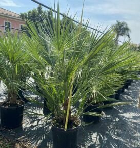 Törpe lószőrpálma  CHAMAEROPS HUMILIS 90CM K12