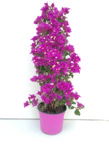 Murvafürt   BOUGAINVILLEA GLABRA SANDERIANA PIRAMIS 70CM K3