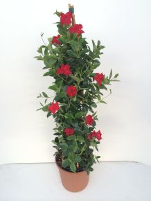 Tölcsérjázmin   SUNDAVILLE PIRAMIS 110CM K9