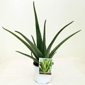 ALOE VERA K3
