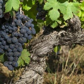Termő szőlő VITIS VINIFERA T100 K325