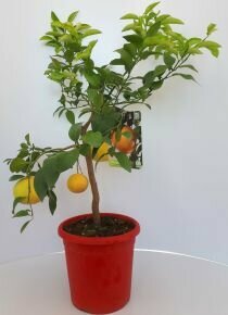 Grapefruit piros húsú CITRUS POMPELMO ROSSO T1/4 70/80CM K5 (NARANCSSÁRGA CSERÉP)