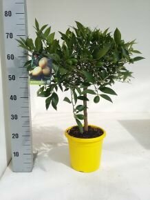 Citrom   CITRUS LIMEQUAT T1/4 70/80CM K5 (CITROMSÁRGA CSERÉP)
