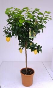 Citrom   CITRUS LIMONE T1/2 K12