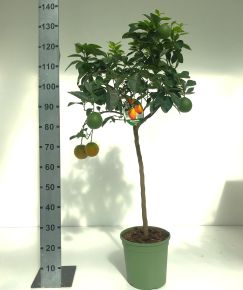 Édes narancs CITRUS ARANCIO T1/2 K12