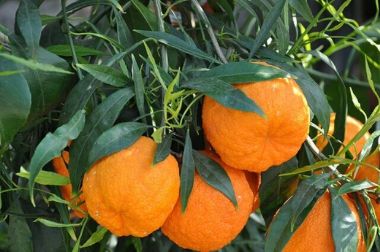 Édes narancs CITRUS ARANCIO T1/2 K12