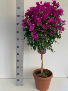 Murvafürt   BOUGAINVILLEA GLABRA SANDERIANA T1/2 K15