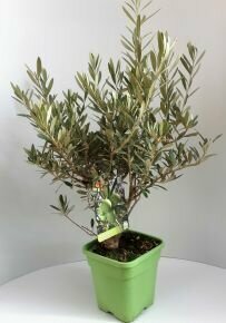 Olajfa   OLEA EUROPAEA BOKOR 45CM K5