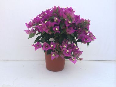 Murvafürt   BOUGAINVILLEA BOKOR 20/25 K1,5