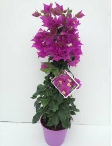 Murvafürt   BOUGAINVILLEA PIRAMIS 50CM K1,5