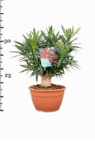 Leander NERIUM OLEANDER BONSAI K8