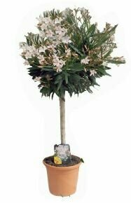 Leander NERIUM OLEANDER T1/2 K7