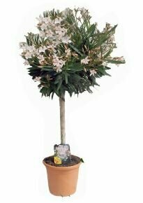 Leander NERIUM OLEANDER T1/2 K12
