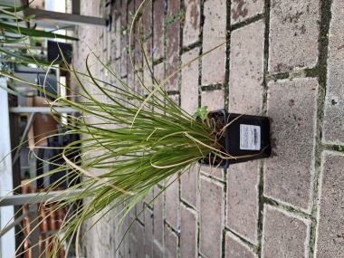 Narancsos sás CAREX TESTACEA PRAIRIE FIRE CS9