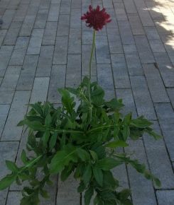 Varfű KNAUTIA MACEDONICA RED KNIGHT CS13