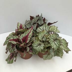 Levélbegónia BEGONIA BELEAF FAJTÁK CS12