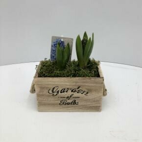 Kerti jácint HYACINTHUS ORIENTALIS FA LÁDÁBAN