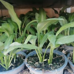 Medvehagyma  ALLIUM URSINUM CS10,5