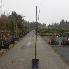 Liliomfa    MAGNOLIA BLACK TULIP T120 K20