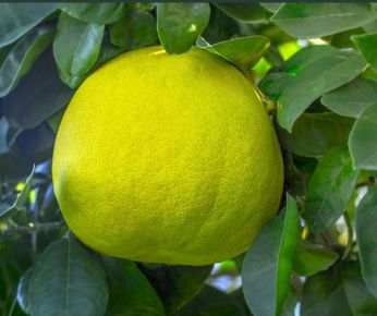 Pomelo   CITRUS POMMELO FAL 60CM K3