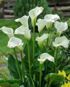Fehér kála K6 ZANTEDESCHIA AETHIOPICA K6