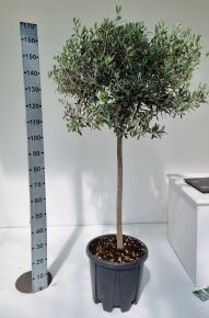Olajfa   OLEA EUROPAEA T1/2 K35