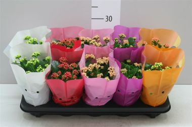 Korallvirág KALANCHOE CALANDIVA MIX CS10,5