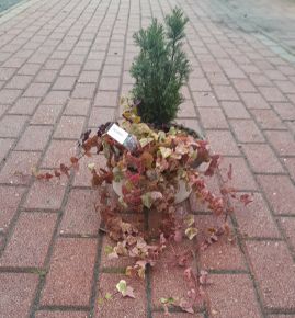 Növénykompozíció NÖVÉNY ÖSSZEÜLTETÉS FA TÁLBAN