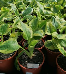 Árnyékliliom HOSTA FAJTÁK CS15