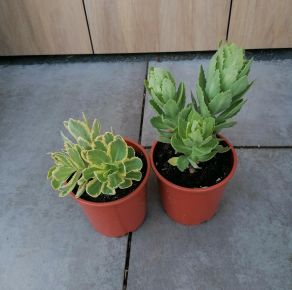 Varjúháj HYLOTELEPIUM (Sedum) FAJTÁK CS14